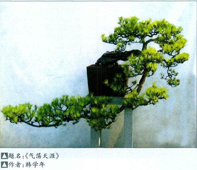 山松盆景造型要注意的几个事项