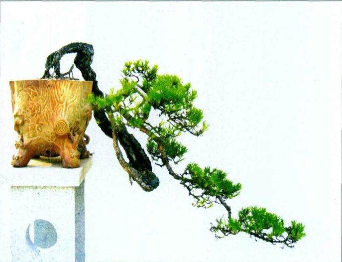 山松盆景造型要注意的几个事项