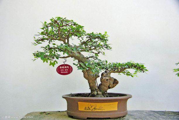 总结三十多年的盆景制作实践体会