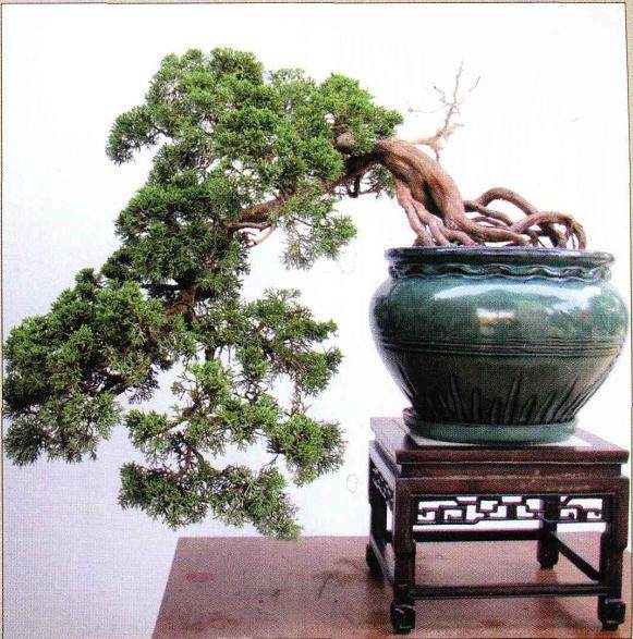 制作盆景的实跋经验应注意六个方面