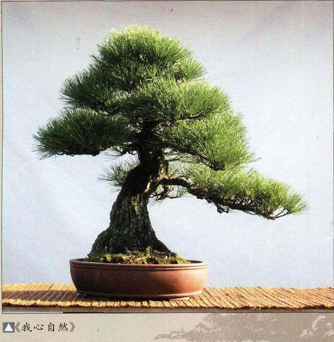 制作盆景的实跋经验应注意六个方面