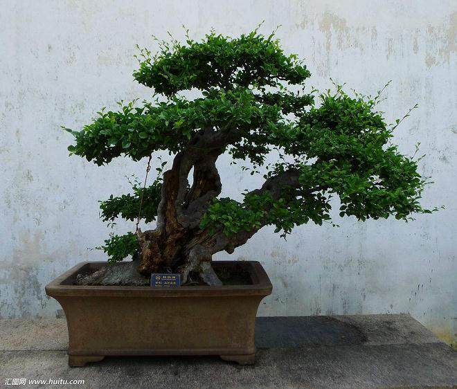 有人说 盆景中的树木不是枯木就是畸形