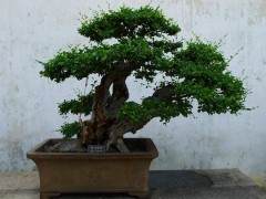 有人说 盆景中的树木不是枯木就是畸形