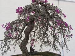 中国盆景网总经理师斌下参观了中国唐苑