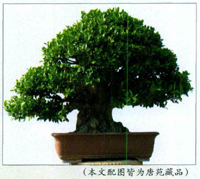 唐苑盆景主要由以下12个板块组成