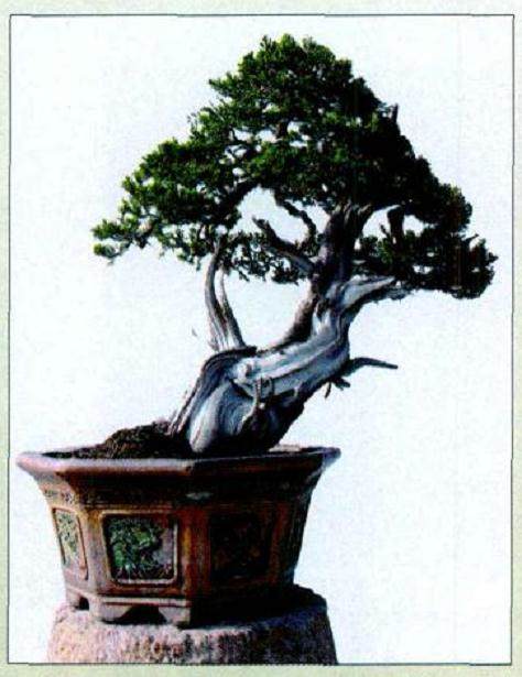 唐苑盆景主要由以下12个板块组成