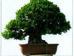 唐苑盆景主要由以下12个板块组成