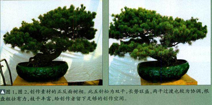 樊顺利演示五针松盆景的制作过程