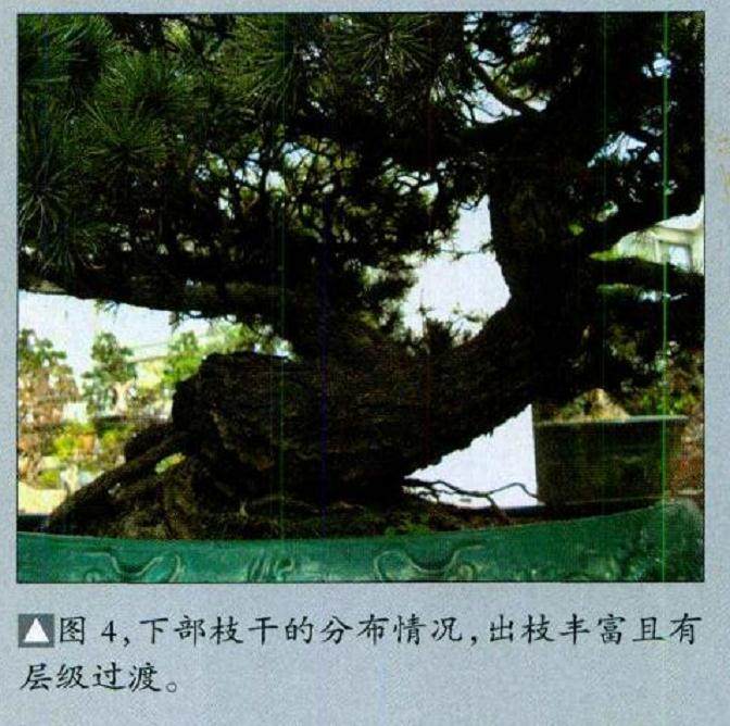 图解 五针松盆景怎么制作的16个过程