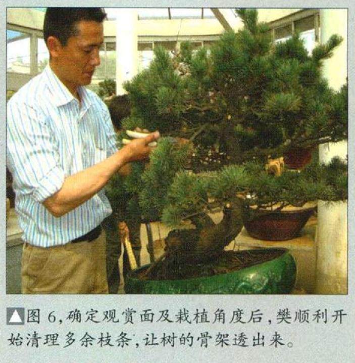图解 五针松盆景怎么制作的16个过程