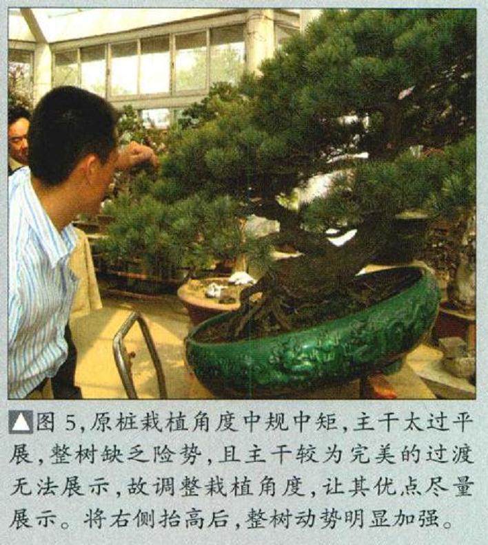 图解 五针松盆景怎么制作的16个过程