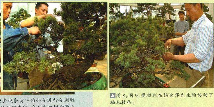 图解 五针松盆景怎么制作的16个过程