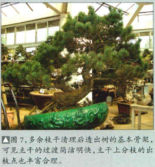 图解 五针松盆景怎么制作的16个过程