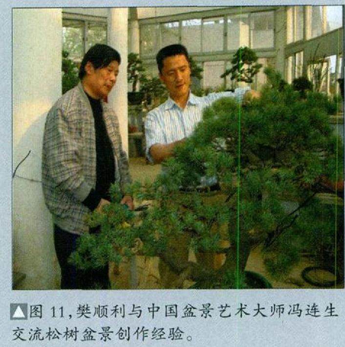 图解 五针松盆景怎么制作的16个过程