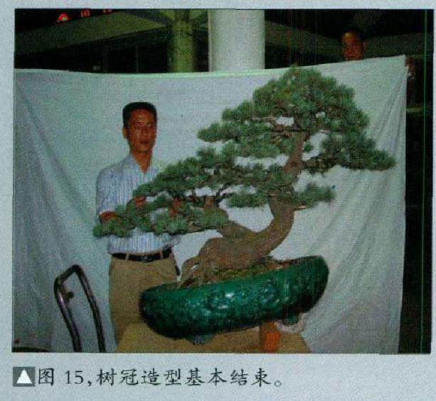 图解 五针松盆景怎么制作的16个过程