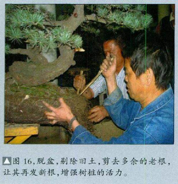 图解 五针松盆景怎么制作的16个过程