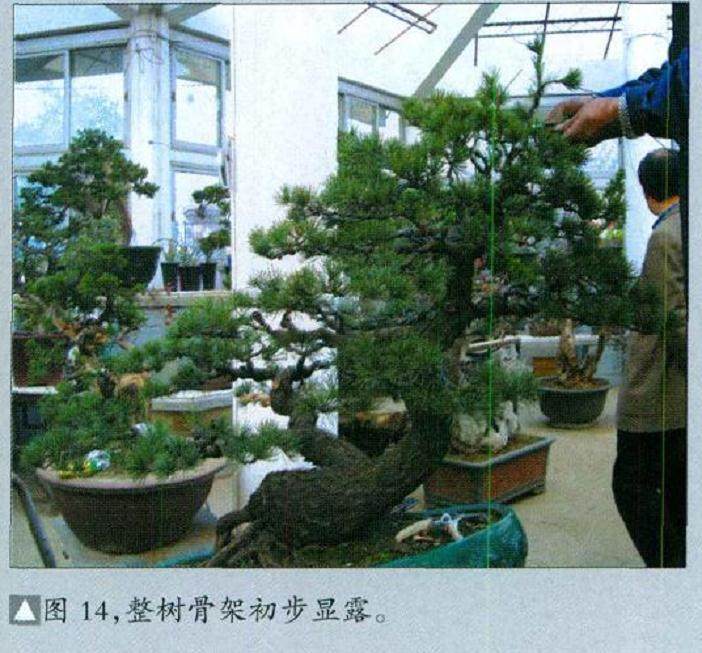 图解 五针松盆景怎么制作的16个过程