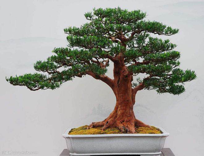 如何按一定的规则制作出来的盆景作品？