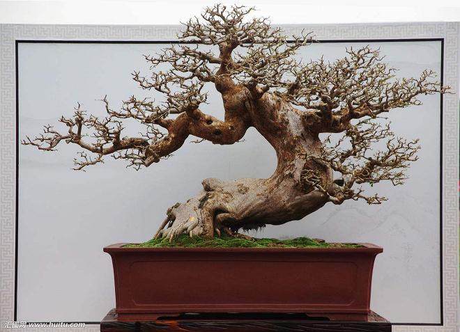 我由衷感谢我的良师益友&mdash;&mdash;《盆景赏石》