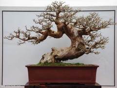 我由衷感谢我的良师益友-《盆景赏石》