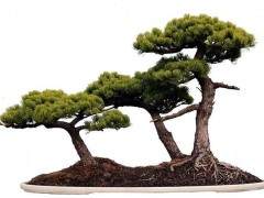 读了第五期读者茶座盆景与市场 似乎有很多话要说