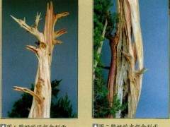 图解 普通直干柏树盆景怎么制作的13个步骤