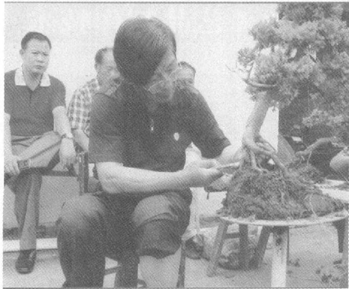 陈瑞刚参观仙桃愚园松柏盆景基地