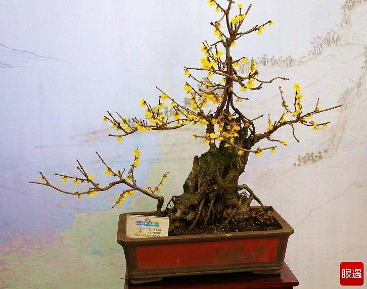 盆景与健康长寿究竟有哪些联系