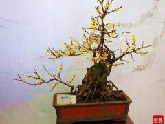 盆景与健康长寿究竟有哪些联系