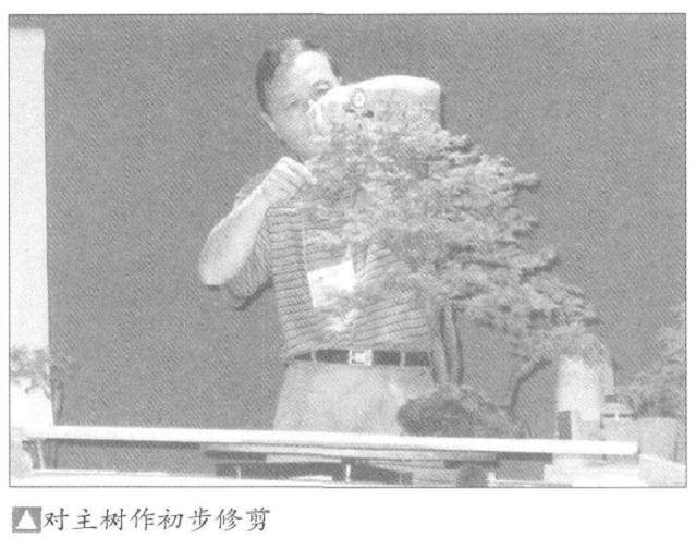 制作水旱盆景制作的基本技艺和一般程序