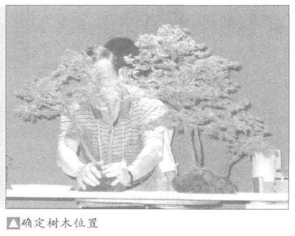 图解 怎么制作水旱盆景的15个步骤