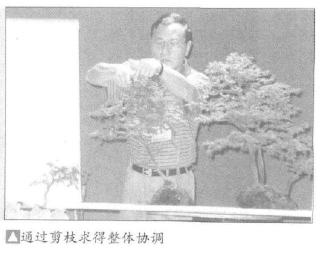 图解 怎么制作水旱盆景的15个步骤