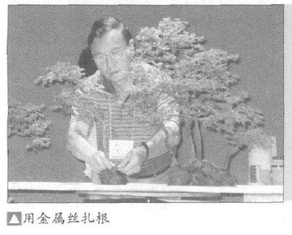 图解 怎么制作水旱盆景的15个步骤