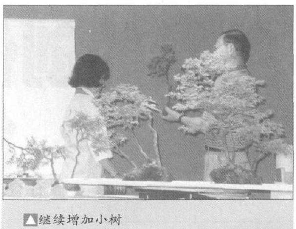 图解 怎么制作水旱盆景的15个步骤