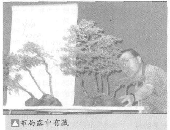 图解 怎么制作水旱盆景的15个步骤