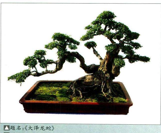 采用卧干式造型的盆景其根盘更稳健