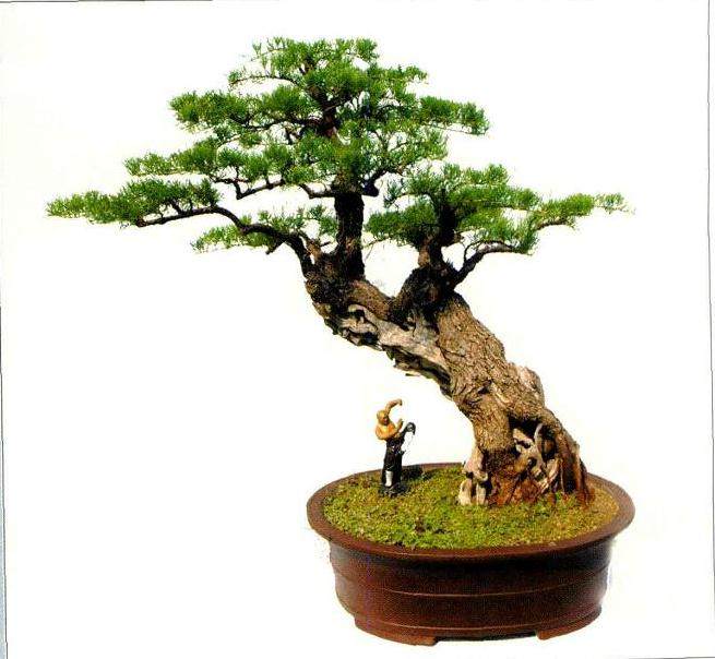 采用卧干式造型的盆景其根盘更稳健