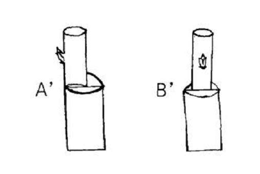 图解 以下几个因素影响着盆景的成活率