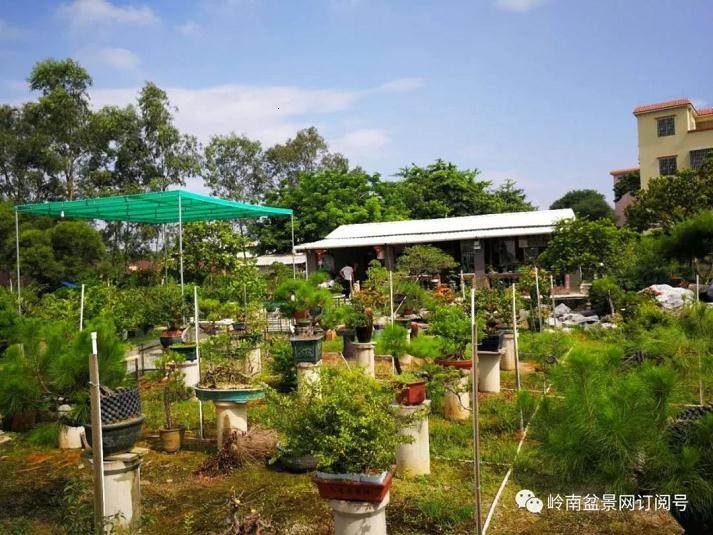 广州花都四地的盆景友人相聚在一起 参观学习三水