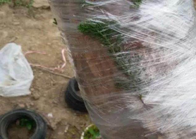 图解 如何快速的嫁接柏树盆景