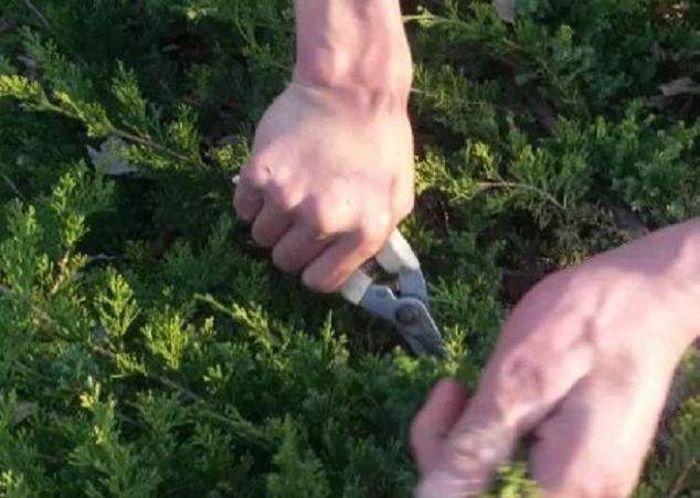 图解 如何快速的嫁接柏树盆景