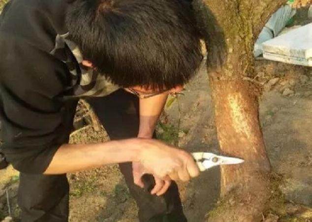 图解 如何快速的嫁接柏树盆景