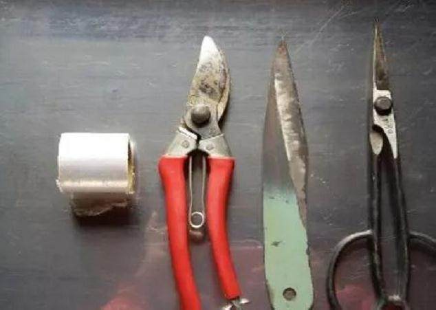 图解 如何快速的嫁接柏树盆景