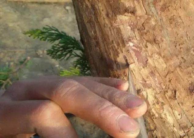 图解 如何快速的嫁接柏树盆景