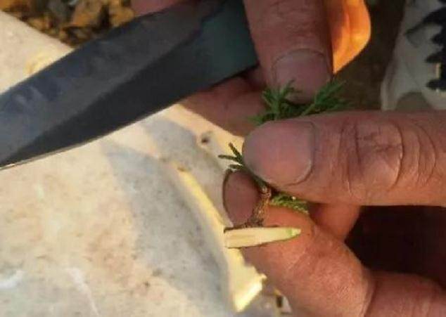 图解 如何快速的嫁接柏树盆景