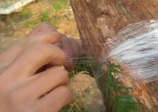 图解 如何快速的嫁接柏树盆景