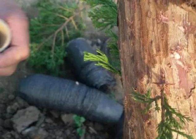 图解 如何快速的嫁接柏树盆景