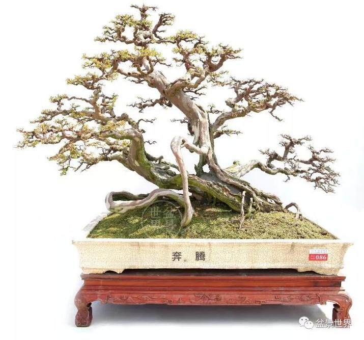 岭南盆景金奖作品是如何评出来的?