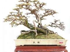 岭南盆景金奖作品是如何评出来的？