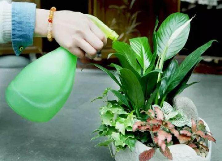 你真感觉自己给盆景浇水方法都对?